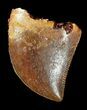 Serrated, Juvenile Carcharodontosaurus Tooth #55747-1